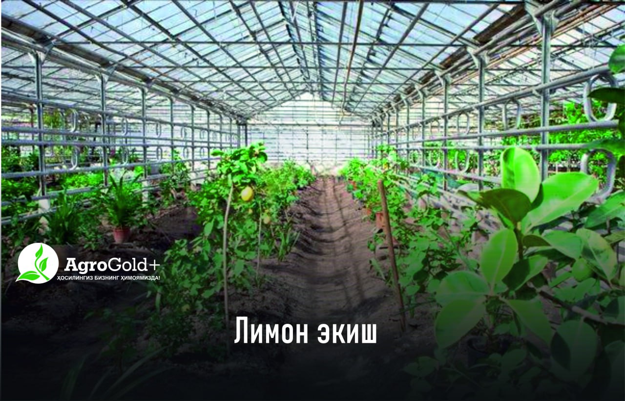 Planting Lemon Trees