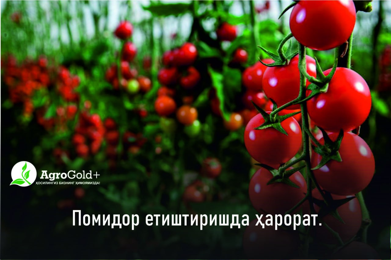 Temperature for Tomato Cultivation