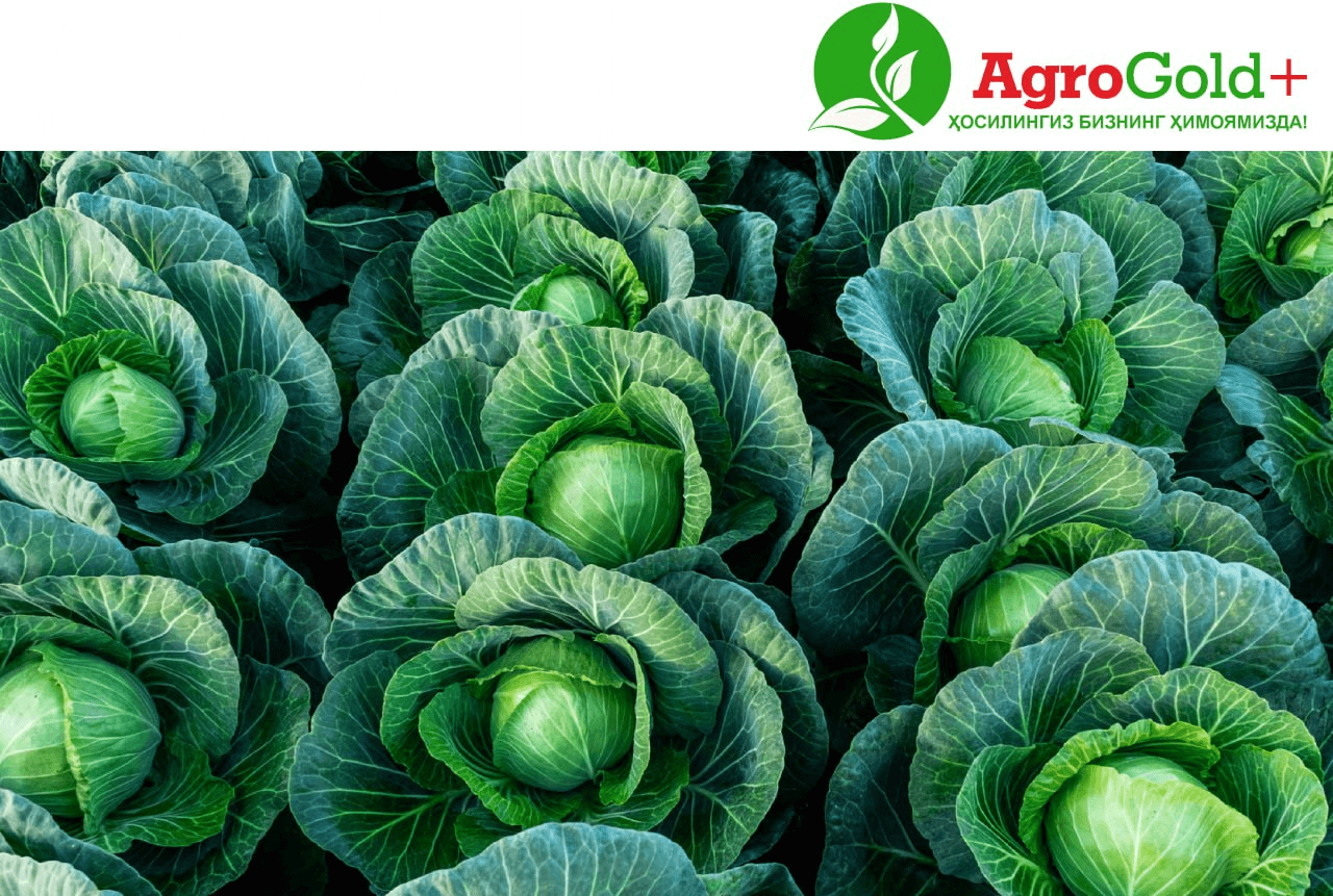 Planting and Care of Early Cabbage Seedlings